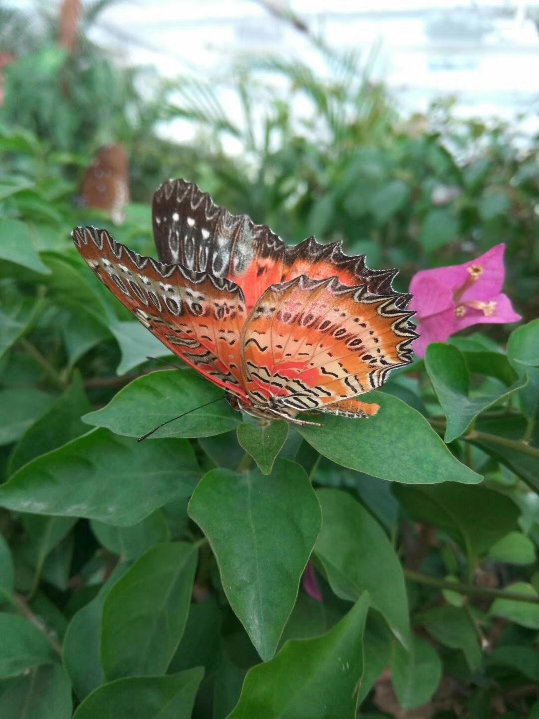 2021七彩蝶园-旅游攻略-门票-地址-问答-游记点评,顺义旅游旅游景点推