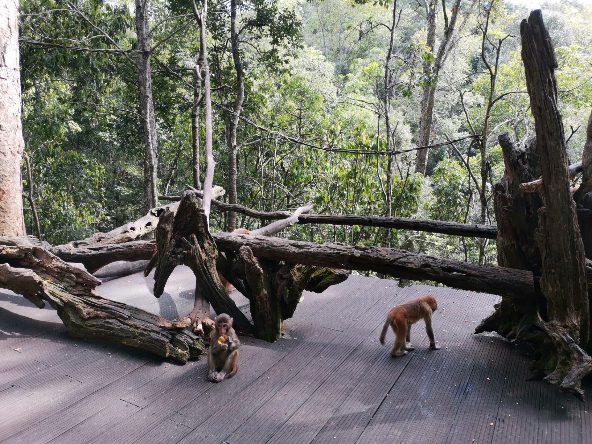 探访云南普洱太阳河森林公园：人与动物亲密接触，让游客难以拒绝 - 哔哩哔哩