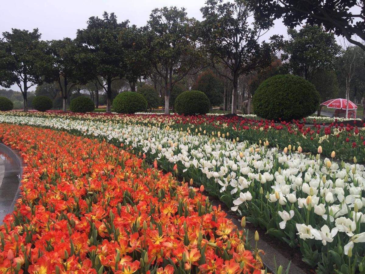 【携程攻略】广州百万葵园景点,花的世界，花的海洋，尤其是郁金香，品种很多。值得一去！