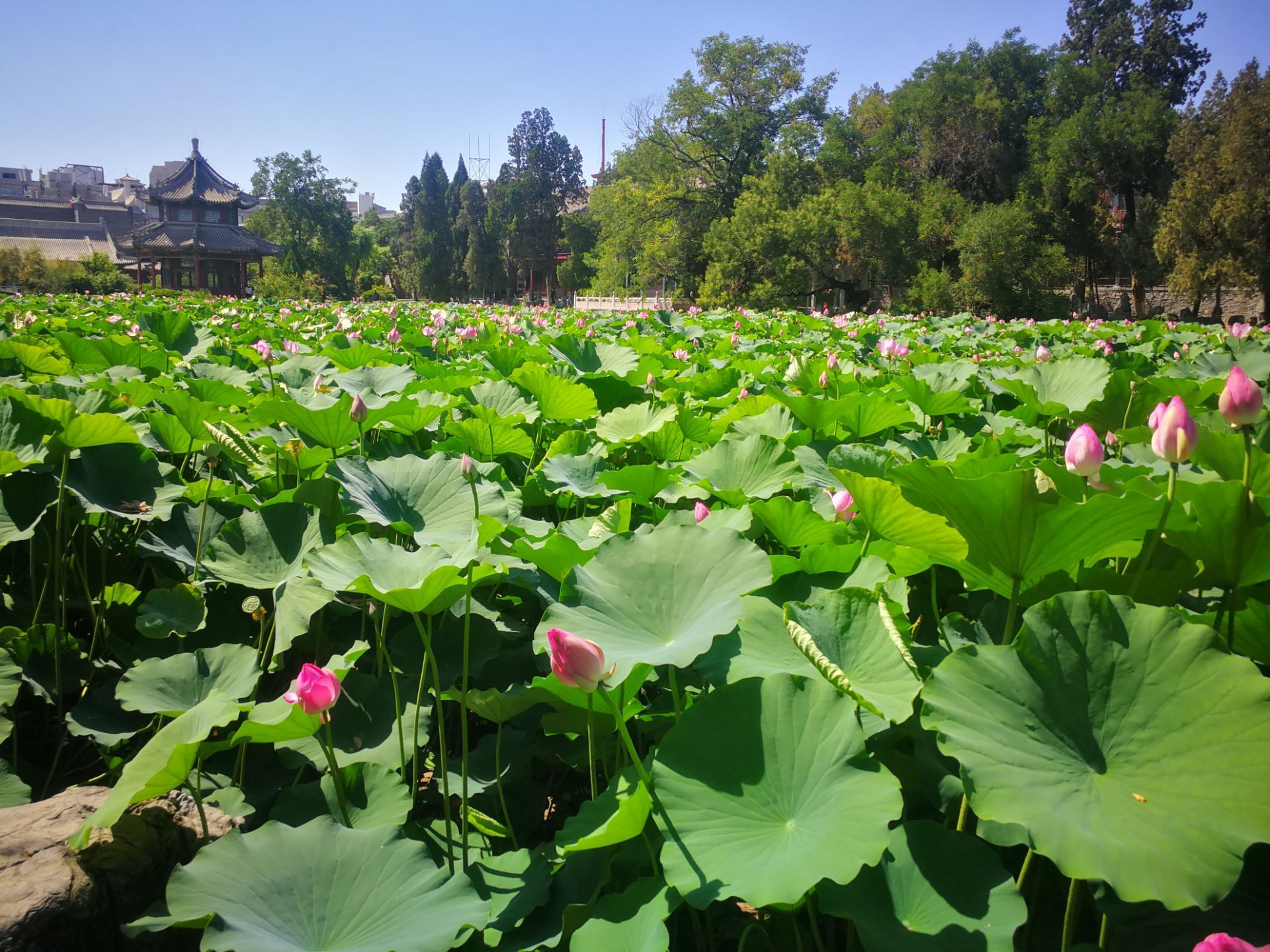 古莲花池，中国最美的十大园林之一，保定最美古典园林_景区_历史_清代