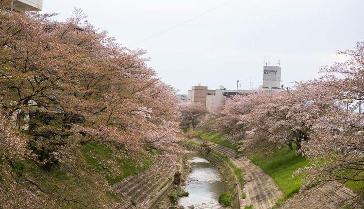 佐保川