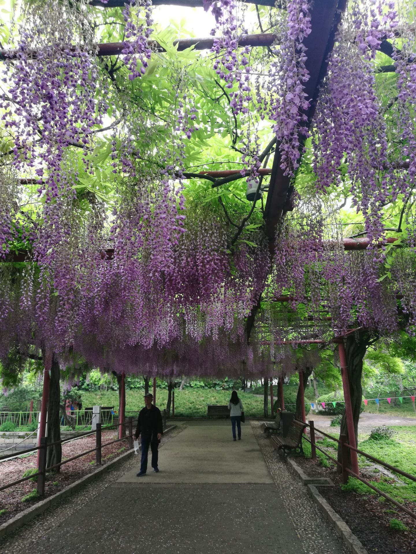 嘉善紫藤园图片