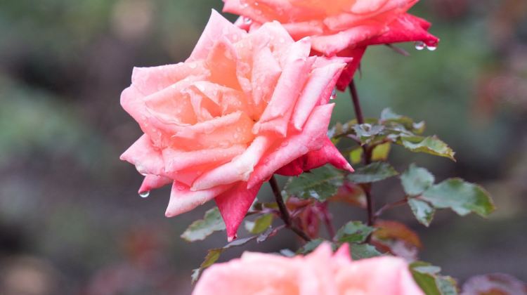 调布市神代植物公园攻略 神代植物公园门票价格多少钱 团购票价预定优惠 景点地址图片 携程攻略