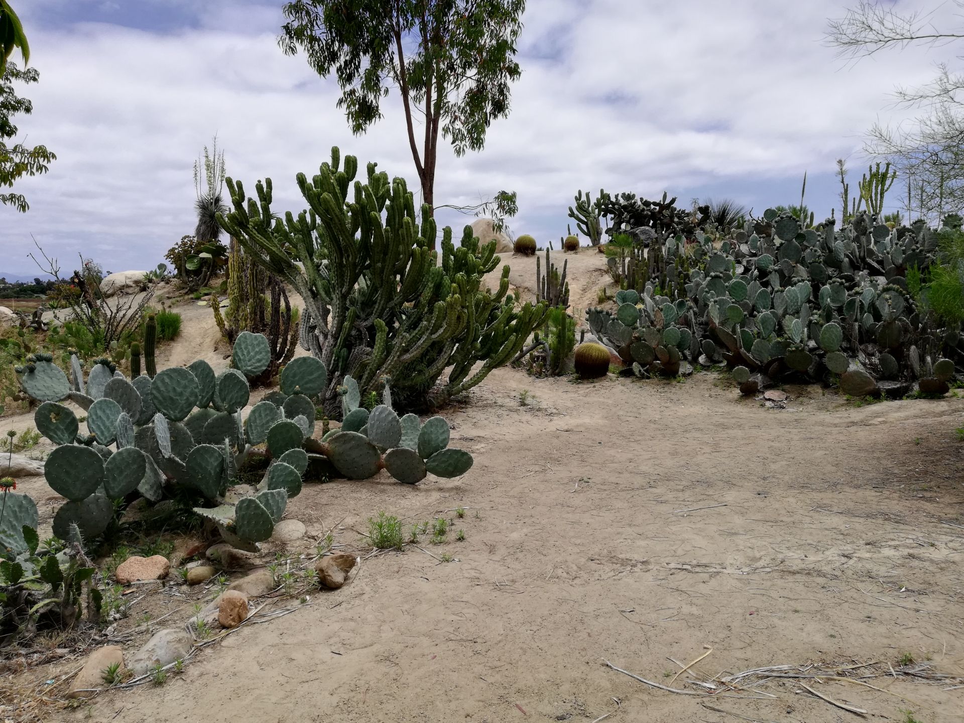 沙漠花园desert garden