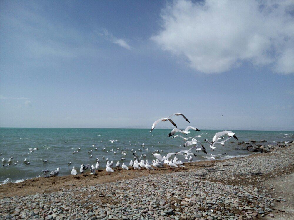 青海湖鸟岛