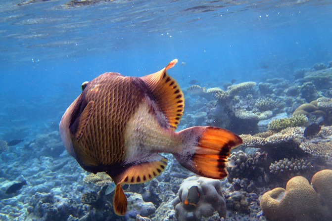 IVHQ菲律宾志愿者之行+深度文化游+当地风光