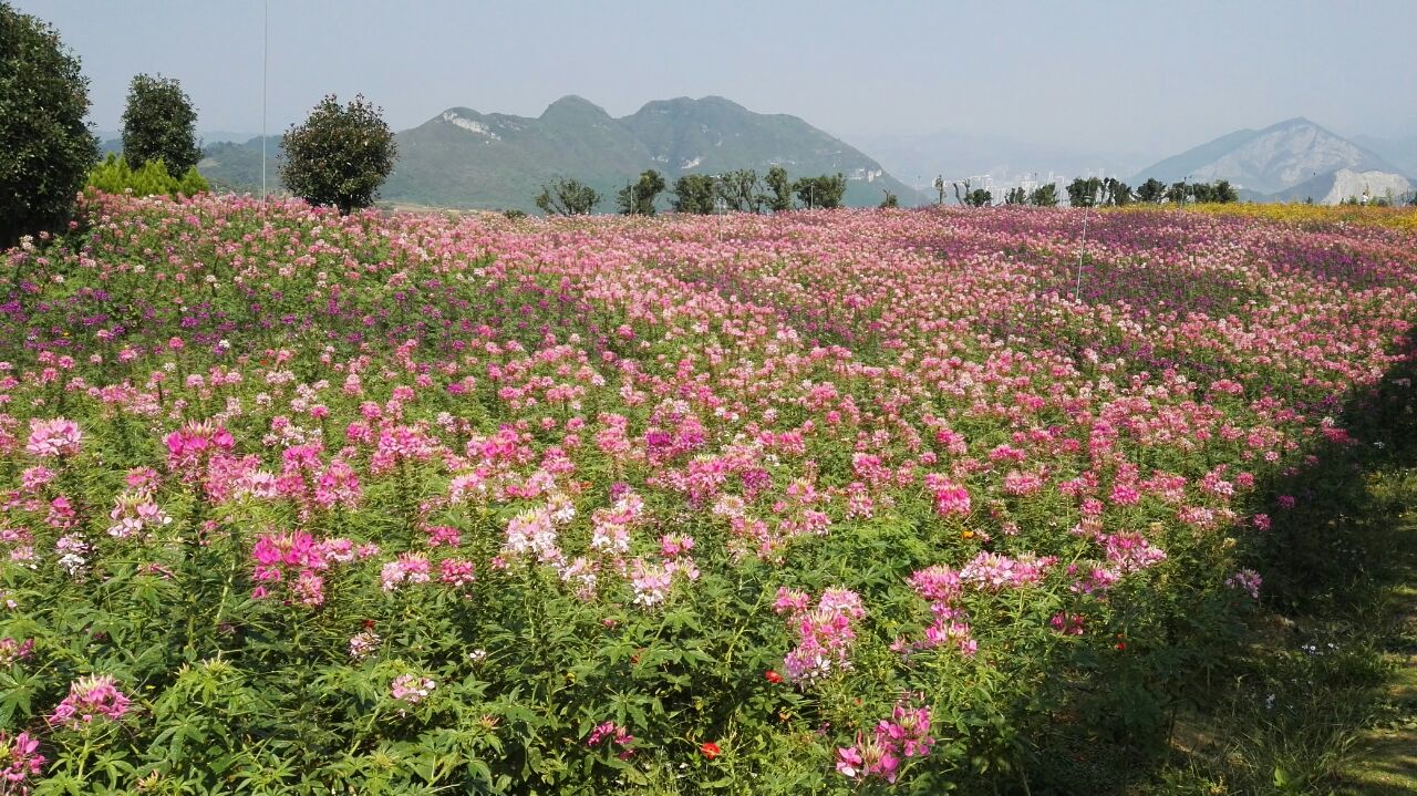 黔北花海