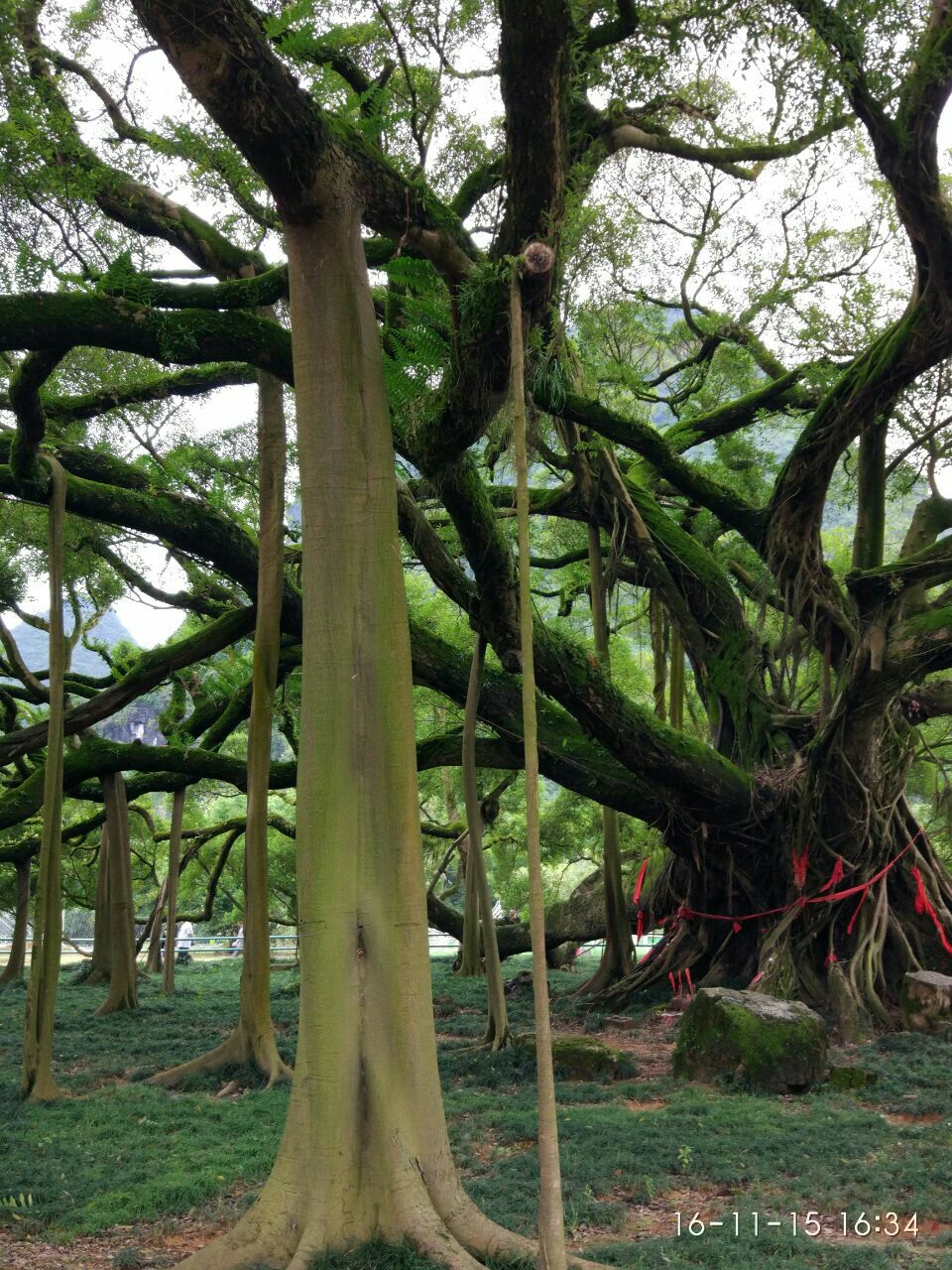 大榕树