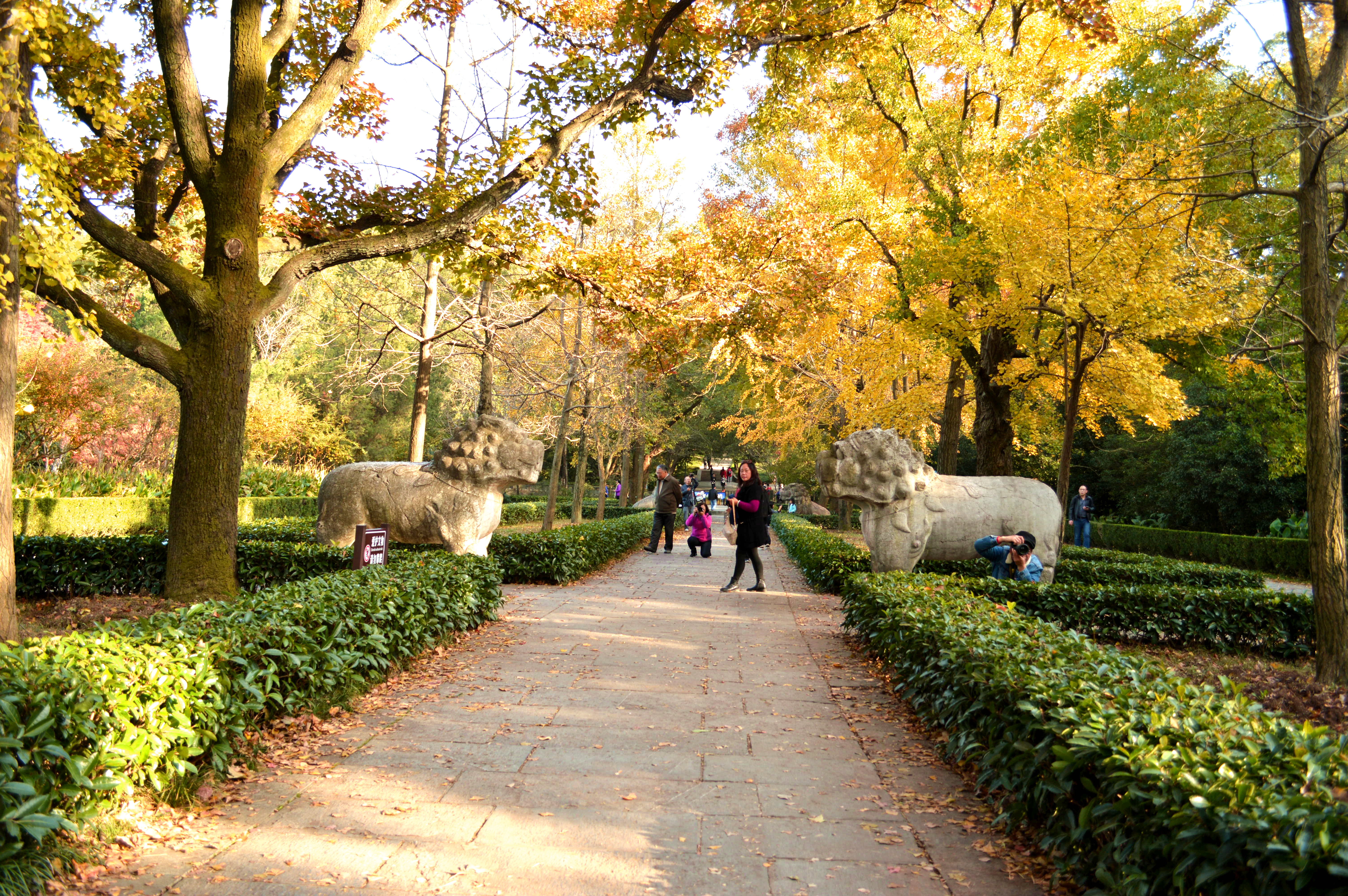 【携程攻略】南京明孝陵景点,作为南京人，秋季的明孝陵也是魅力十足。秋天一定要来明孝陵感受秋季…