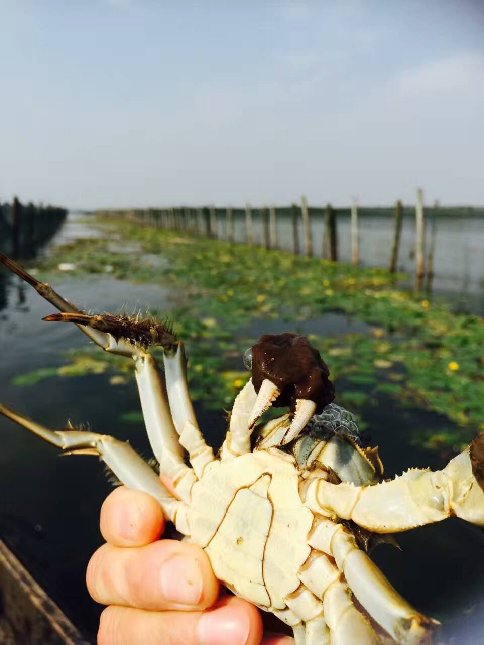 崑山巴城陽澄湖大閘蟹養殖基地