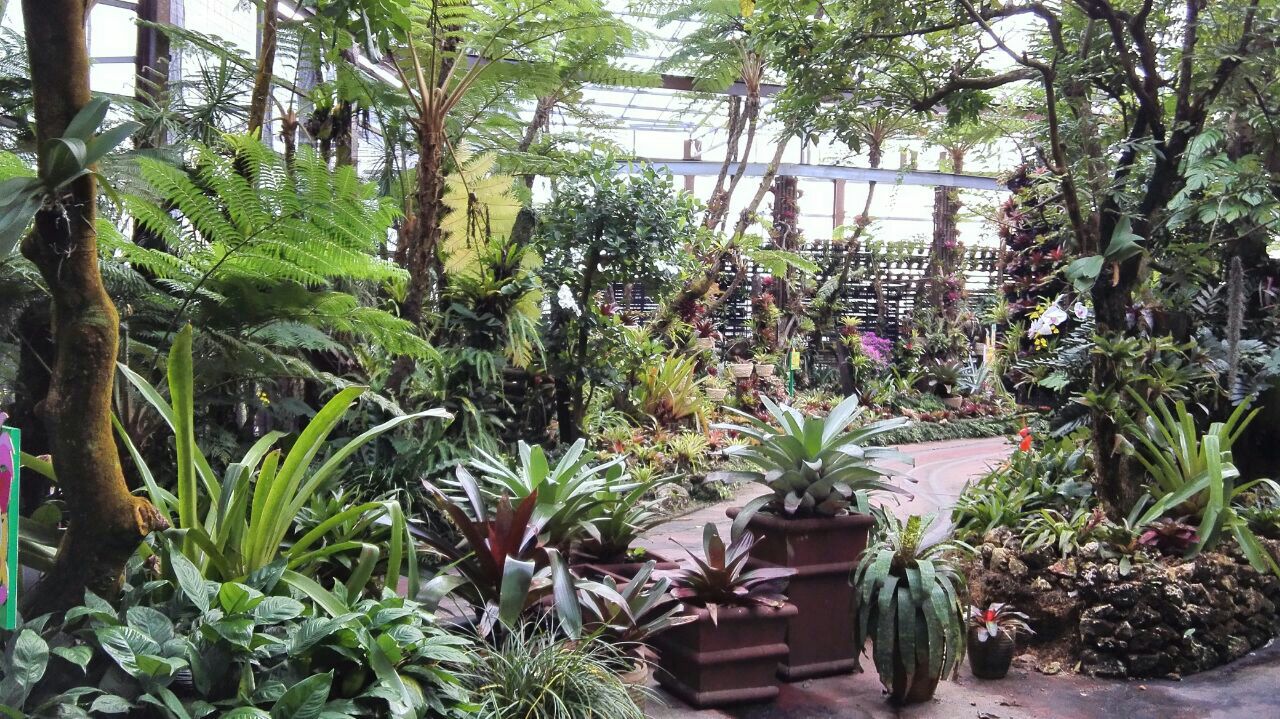 农庄不如说是和土特产购物中心,这个季节去已经看不到满园的菠萝了