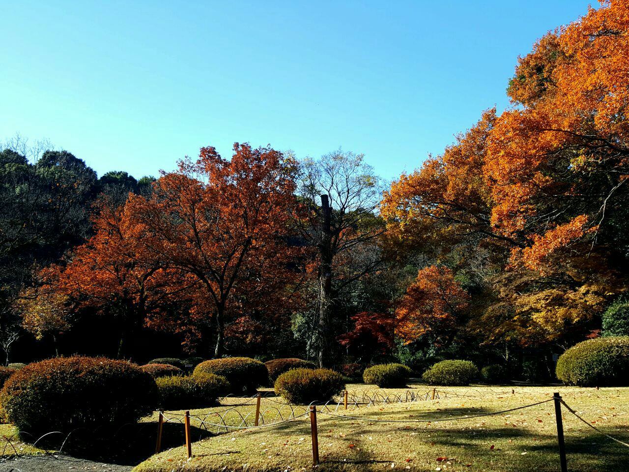 井之头恩赐公园