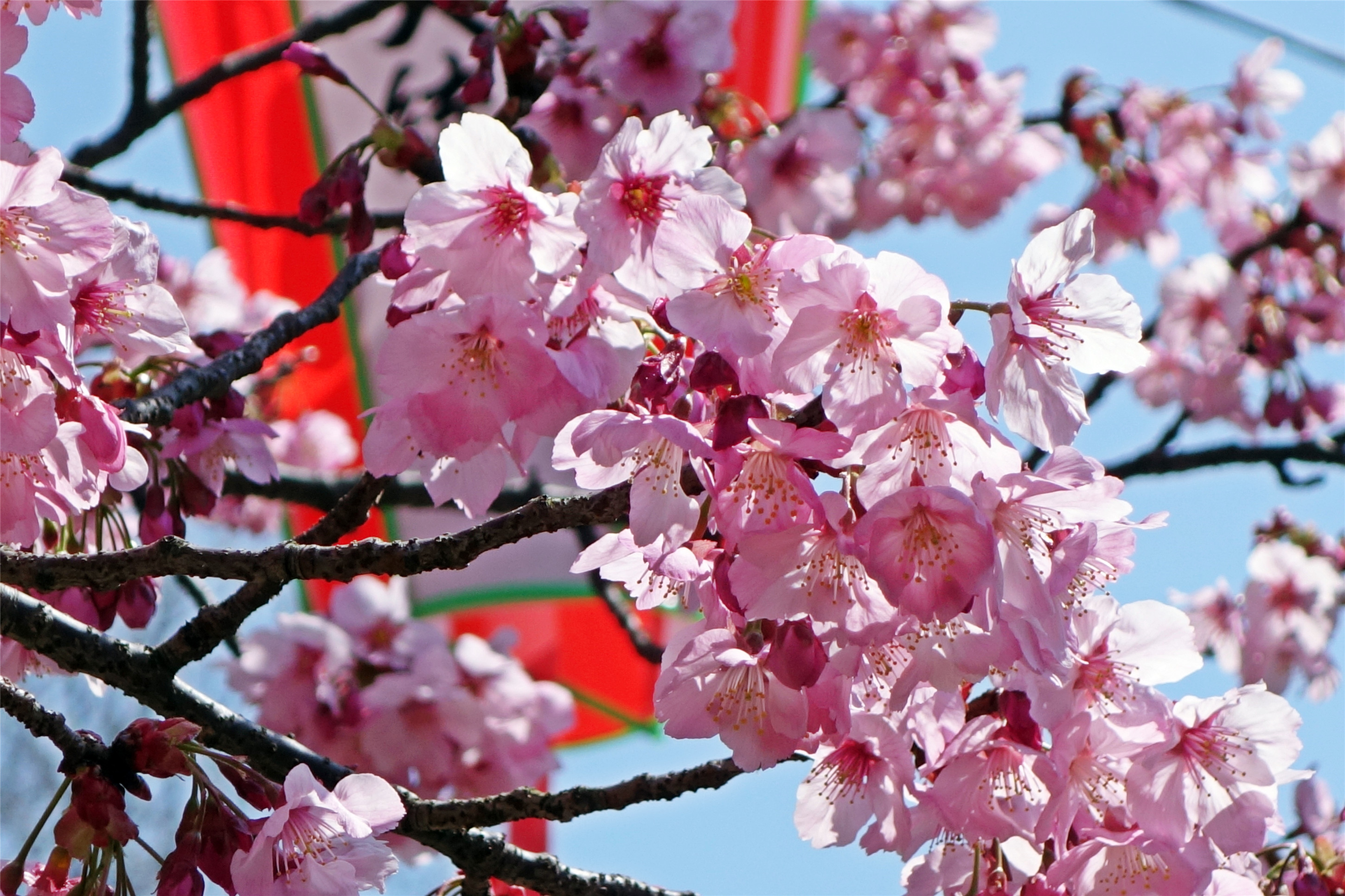 东京上野樱花祭 | 好运日本行