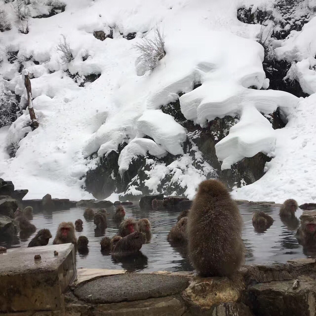 地狱谷野猿公苑