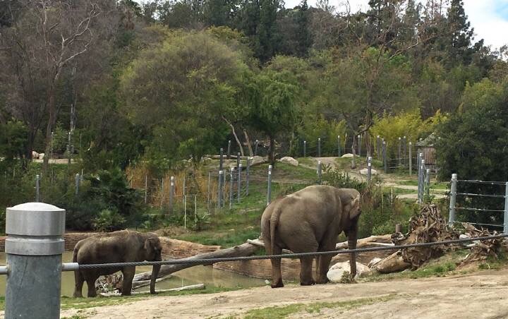 2023洛杉磯動物園遊玩攻略,洛杉磯動物園,動物都不是很.