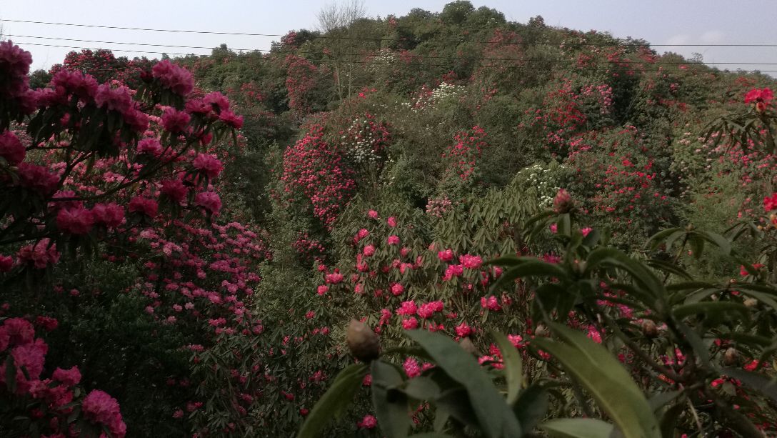 2019百里杜鹃风景区_旅游攻略_门票_地址_游记点评,毕节旅游景点推荐