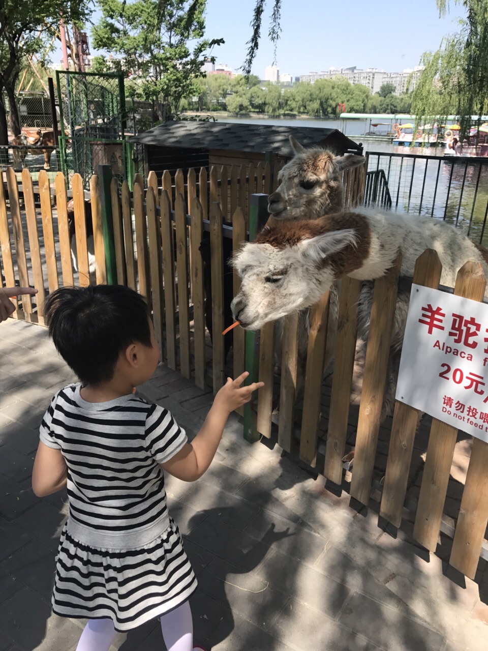 朝阳公园欢乐岛亲子动物乐园