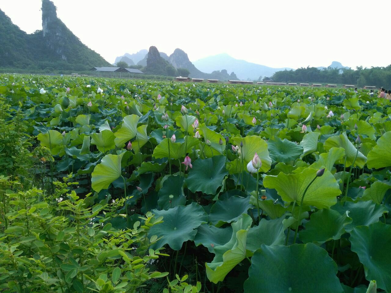 2019九龍小鎮_旅遊攻略_門票_地址_遊記點評,英德旅遊景點推薦 - 去