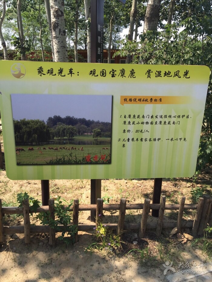 从公园大门到麋鹿苑大门有观光车,记得是往返10元每人,从麋鹿苑到小