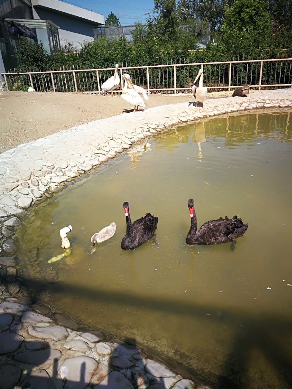 齊齊哈爾龍沙動植物園好玩嗎,齊齊哈爾龍沙動植物園景點怎麼樣_點評