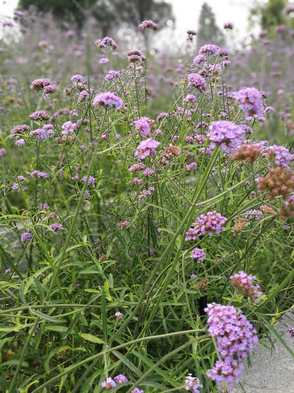 大食代(颐堤港店)