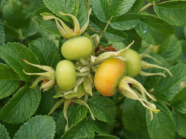 北欧游 九 植物篇 白桦 柳兰和野菊花 赫尔辛基游记攻略 携程攻略