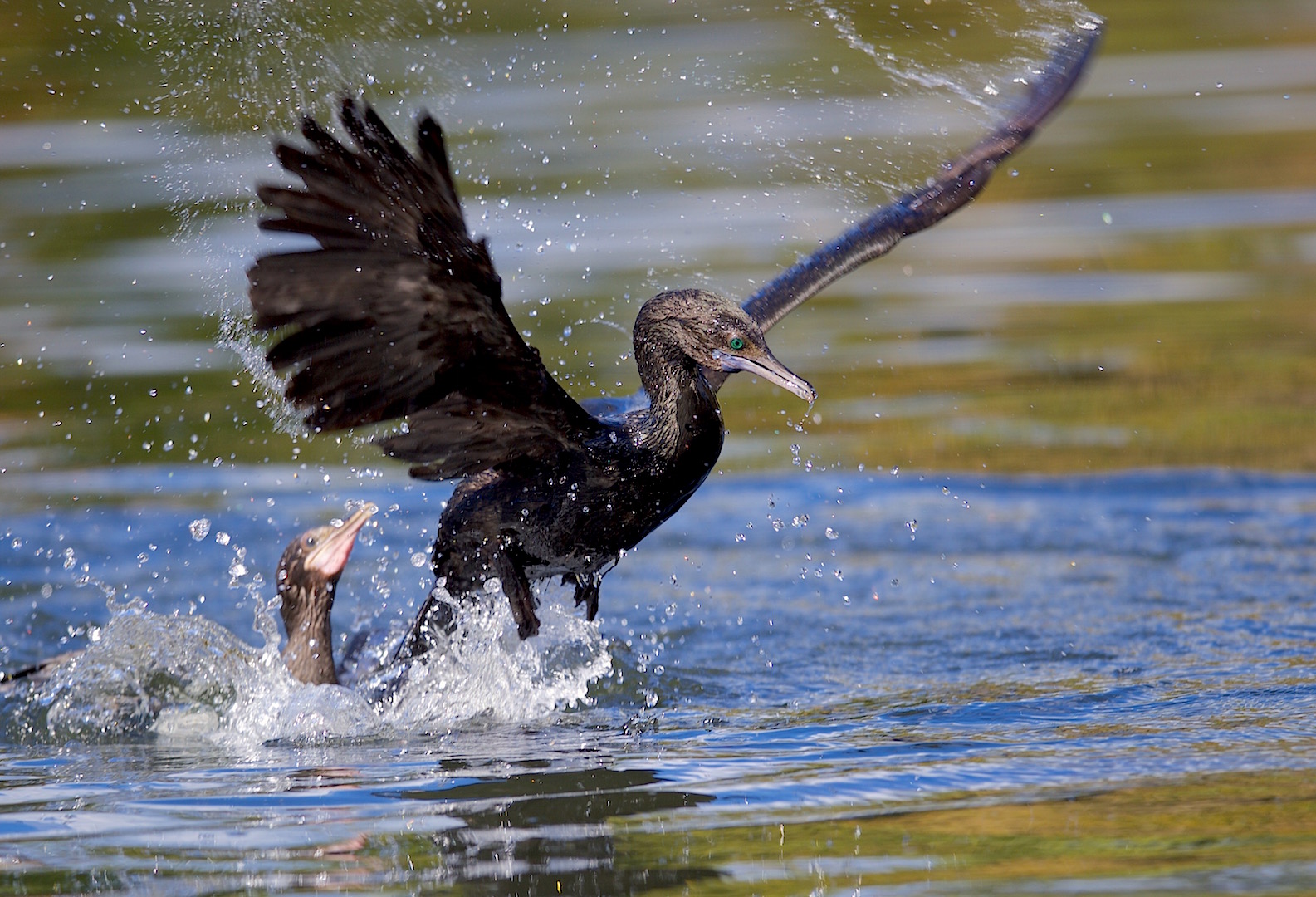 鬃林鸭,白颈麦鸡在草地上散步;澳洲乌水鸡,小黑鸬鹚,小斑鸬鹚,澳洲