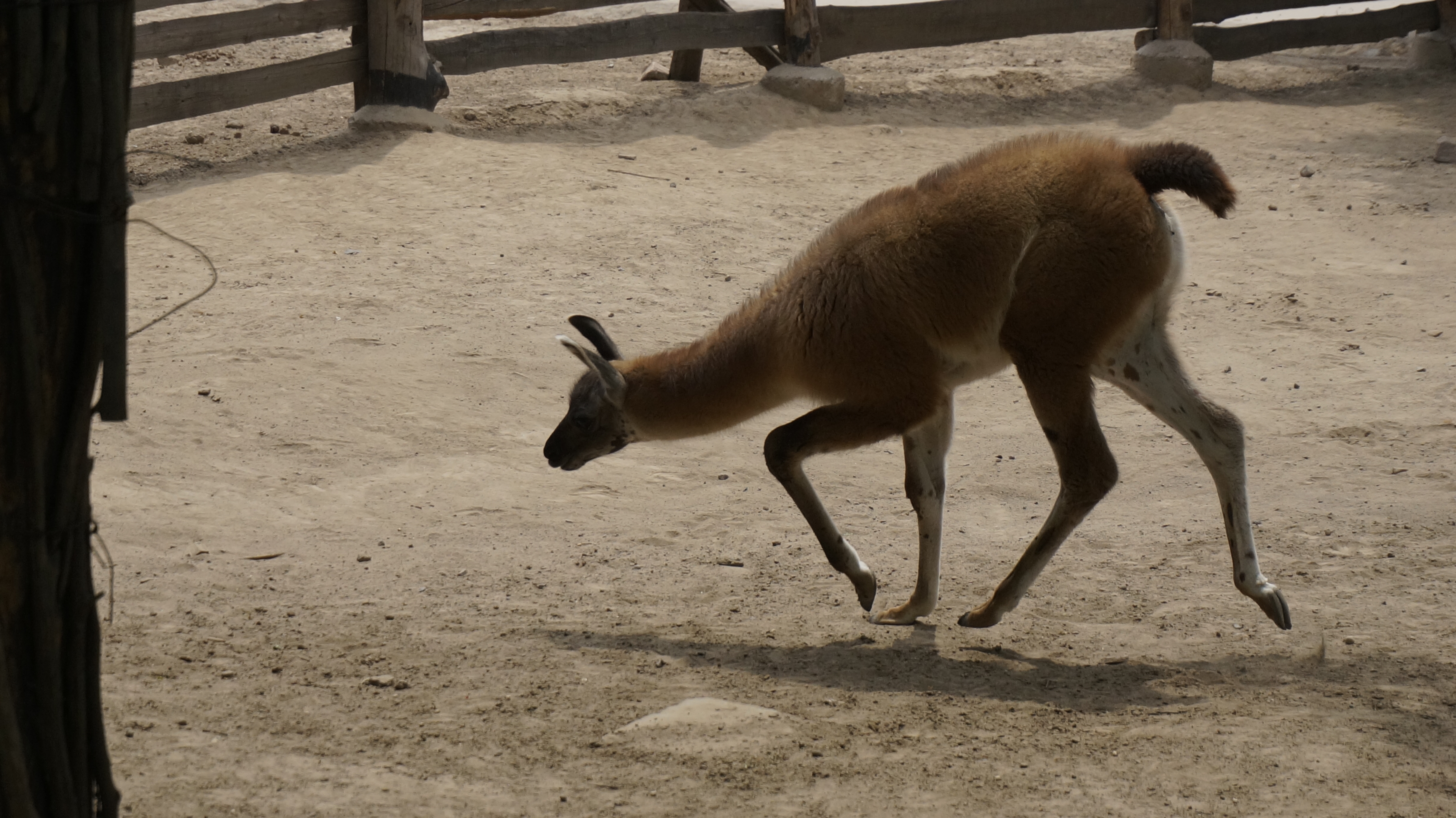 【携程攻略】太原太原动物园景点,总体三颗星，那些小动物都没得吃，草是枯的，感觉马都是饿瘦了，骆驼…