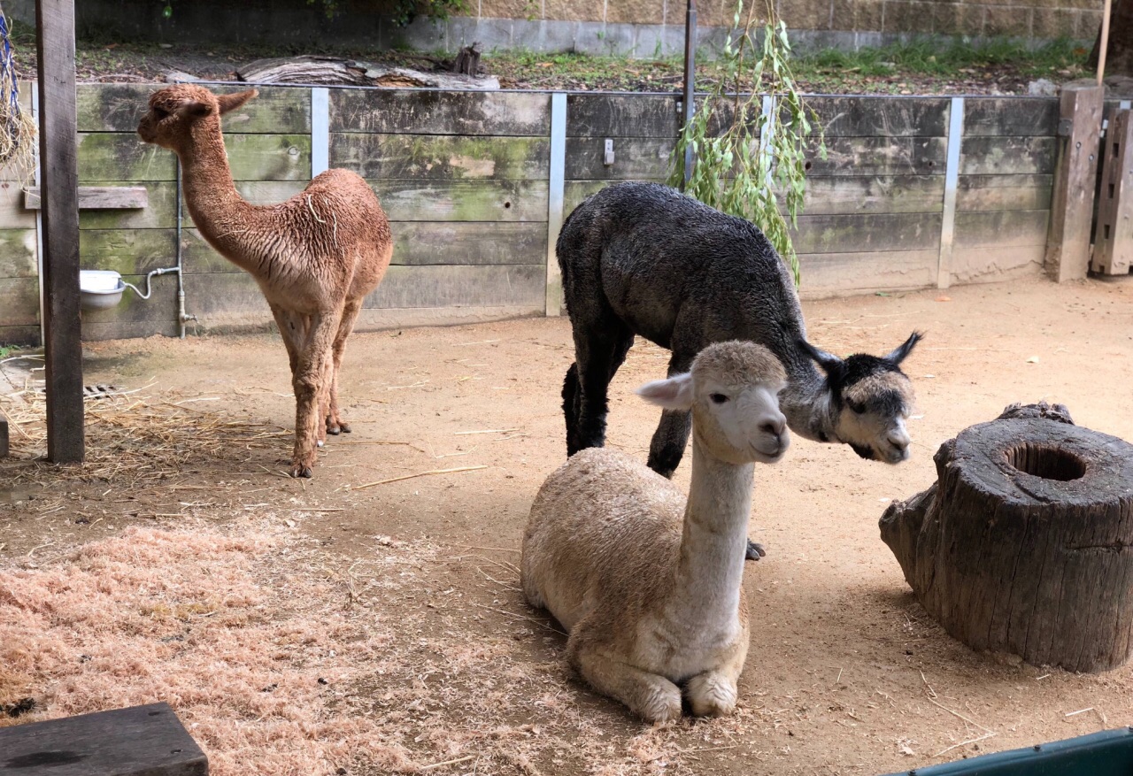 塔龙加动物园taronga zoo