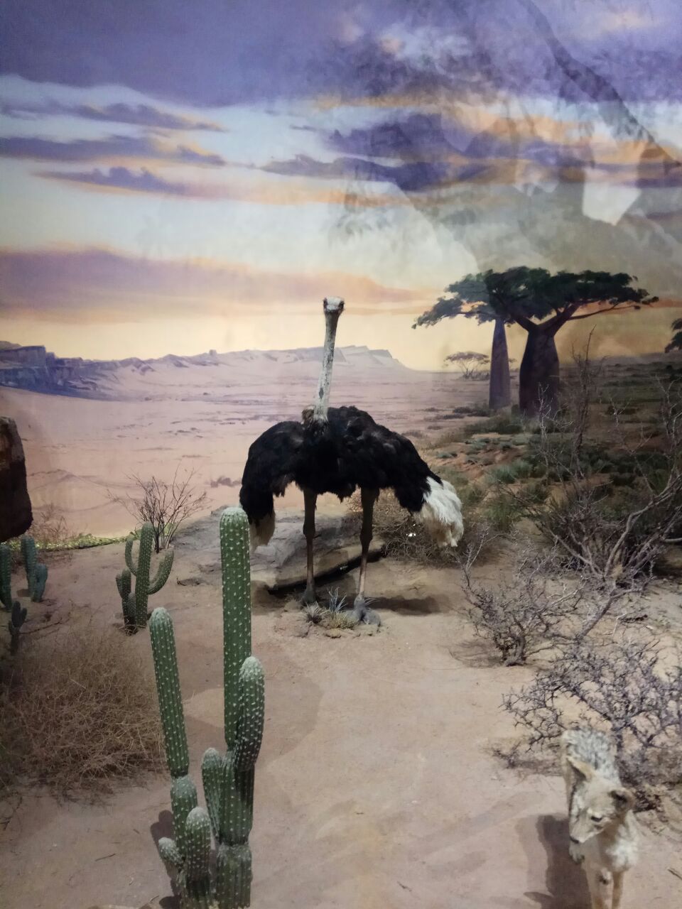 肯尼斯贝林自然博物馆图片