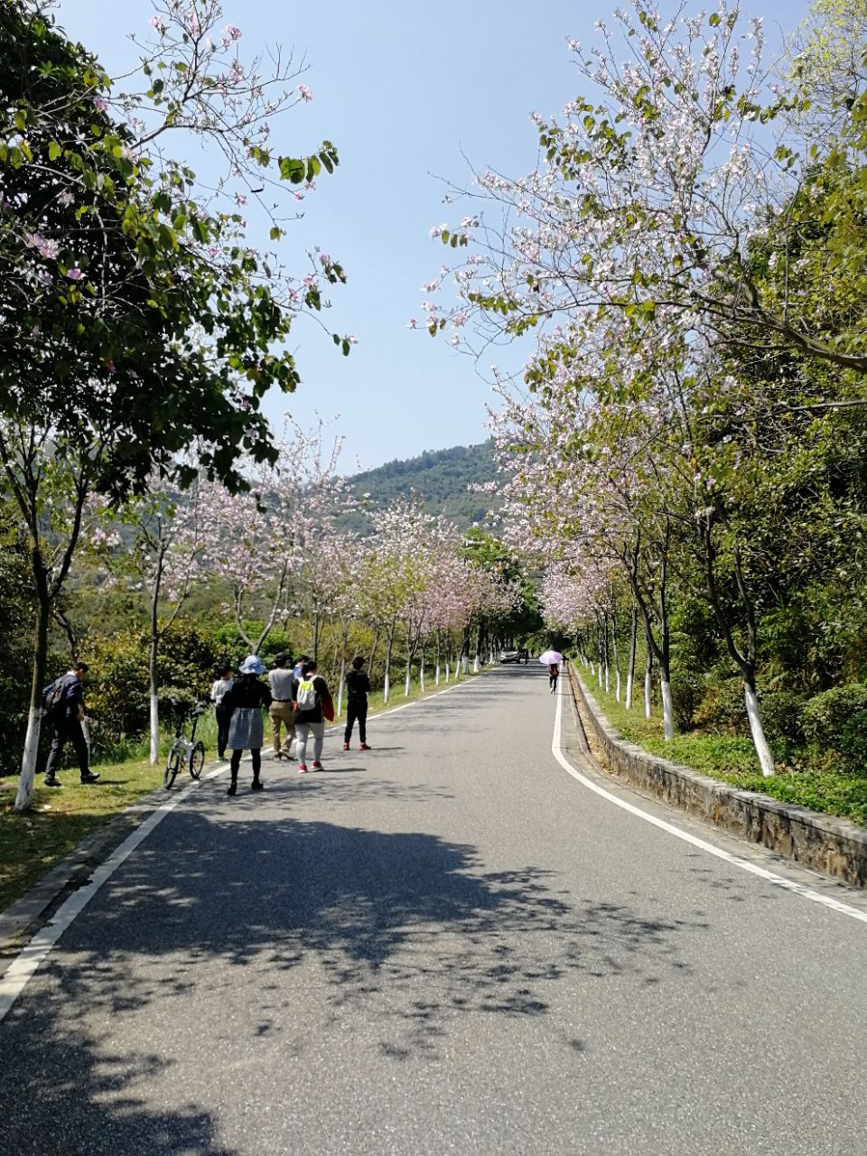 黄山鲁森林公园