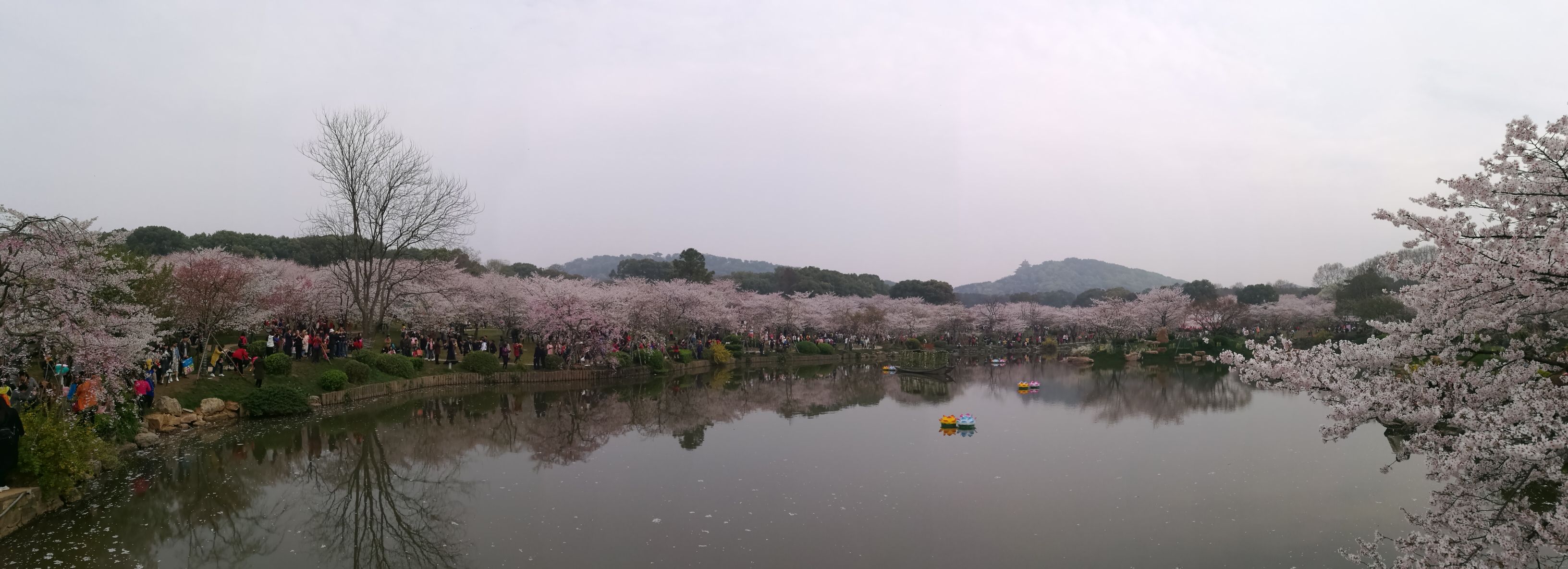 2019東湖櫻花園_旅遊攻略_門票_地址_遊記點評,武漢旅遊景點推薦 - 去