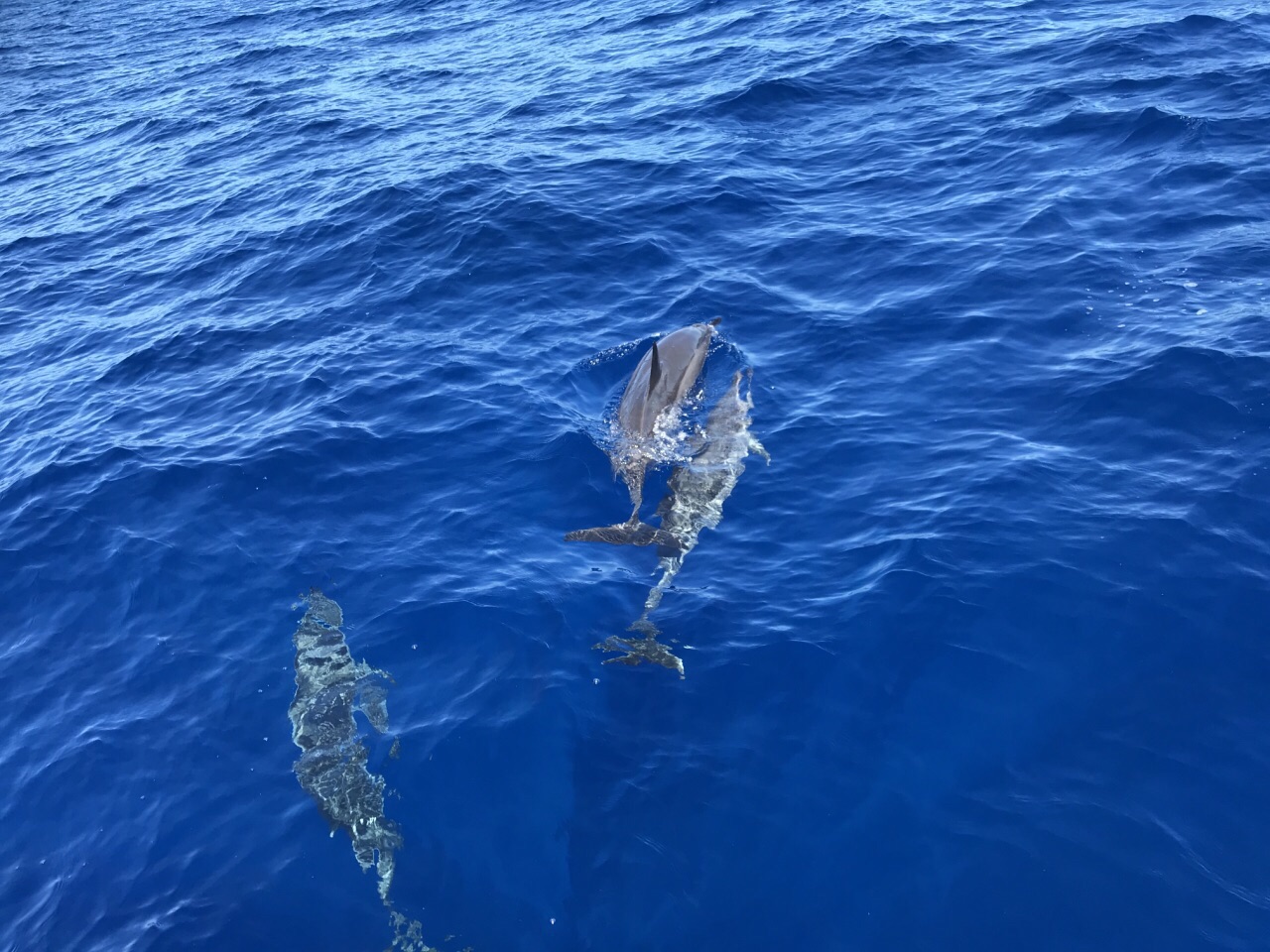 pink dolphin是条船……不是景点啊…… 算是父岛最漂亮的小游艇之一