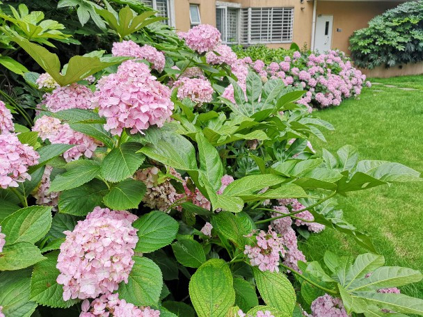 6月紫阳花开 携程氢气球