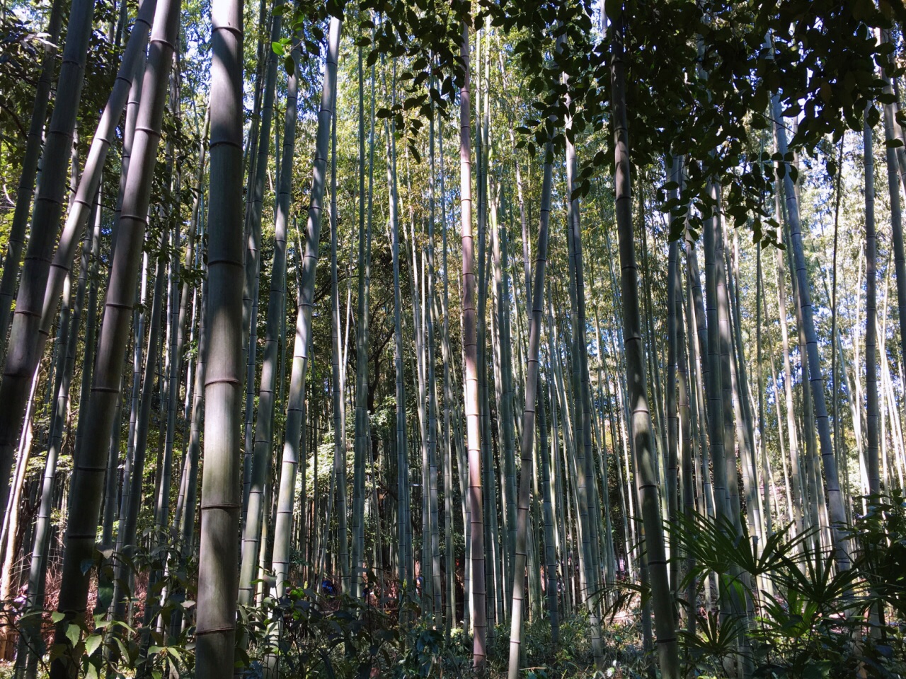 嵯峨野竹林時間 Ruralred