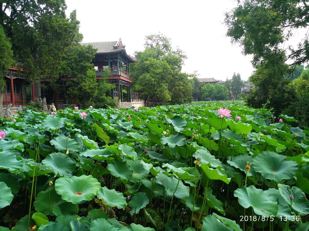 2020莲花池公园-旅游攻略-门票-地址-问答-游记点评，北京旅游旅游景点推荐-去哪儿攻略