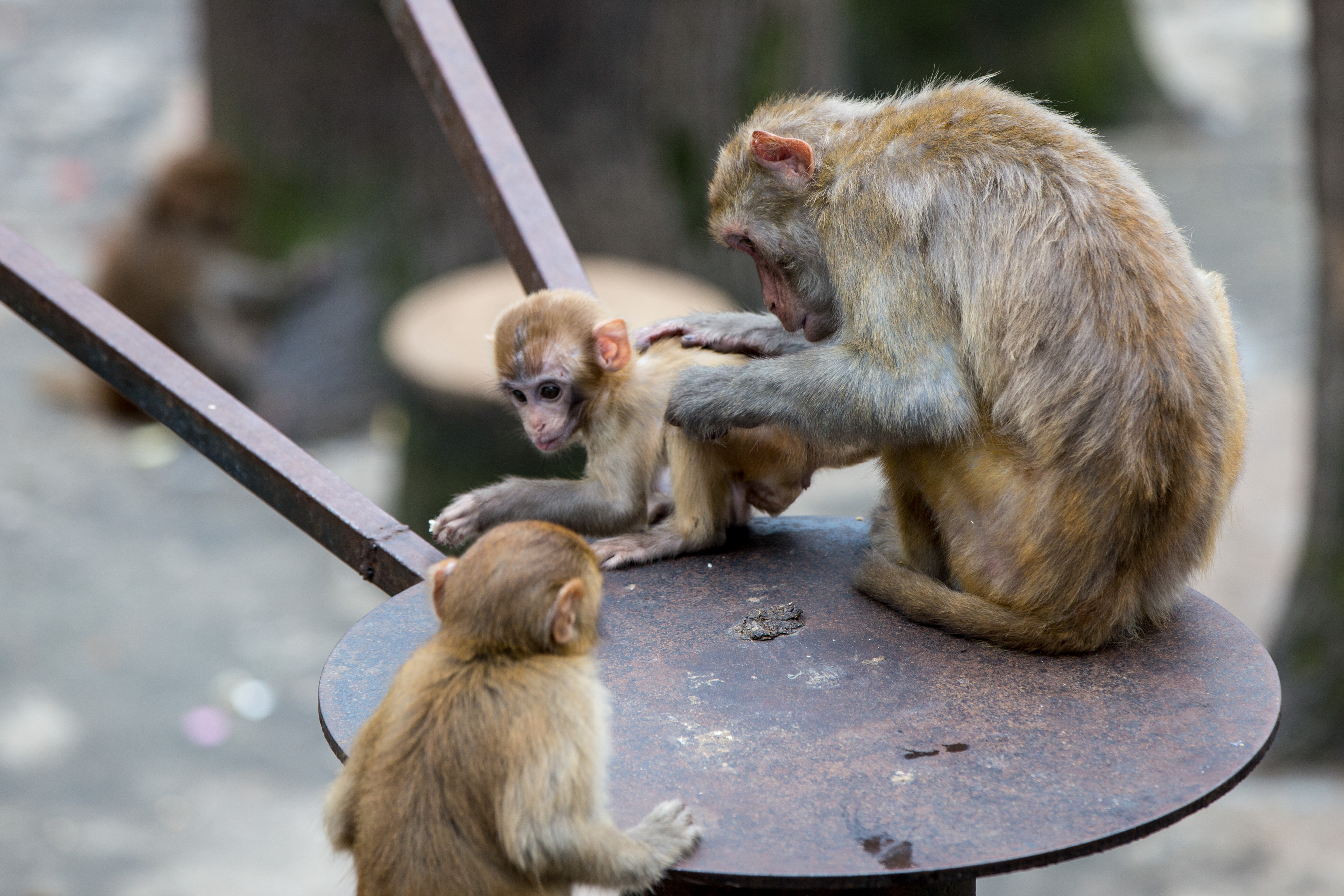 溫州動物園