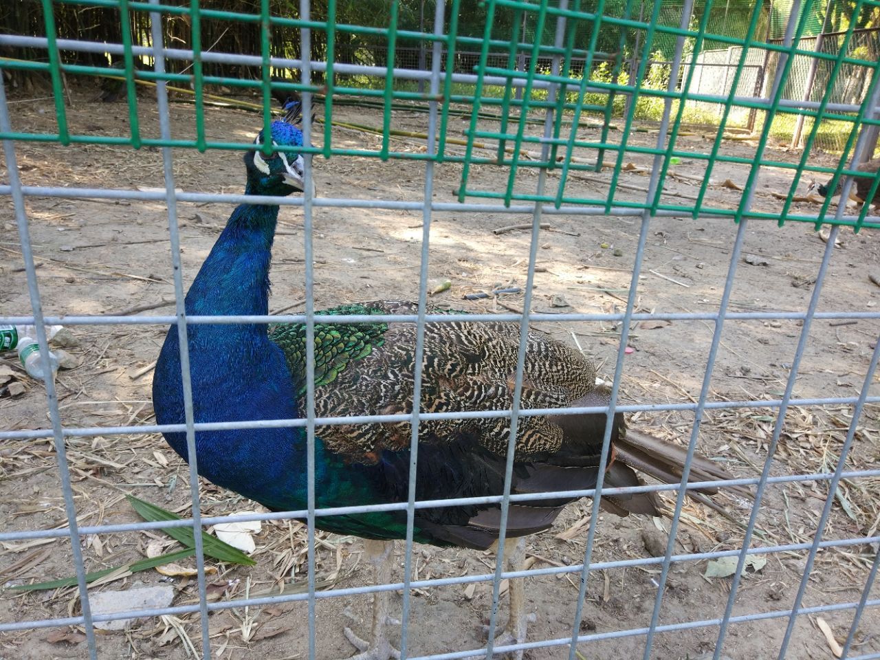 2019香市動物園_旅遊攻略_門票_地址_遊記點評,東莞旅遊景點推薦 - 去