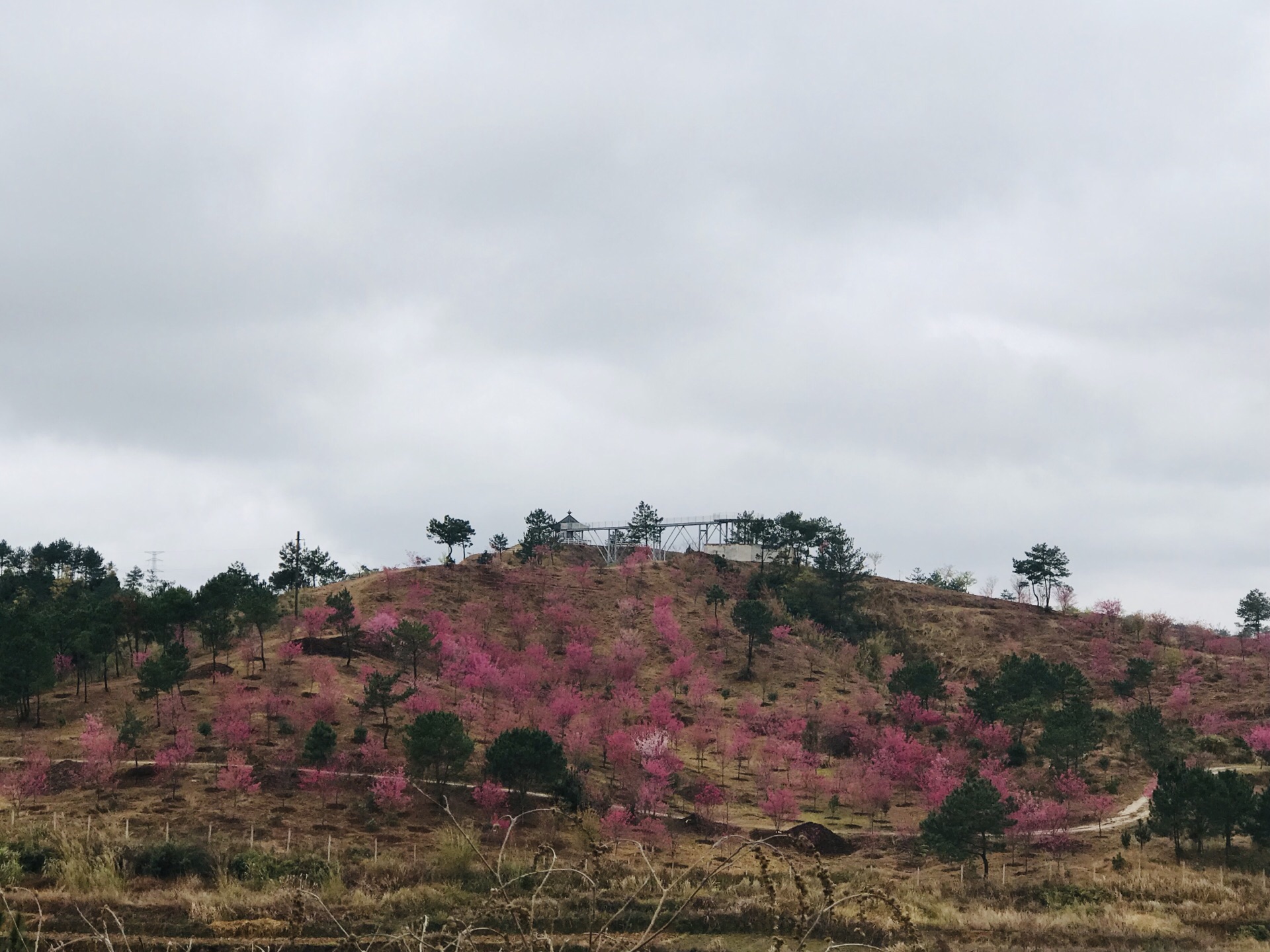 香草世界森林公园