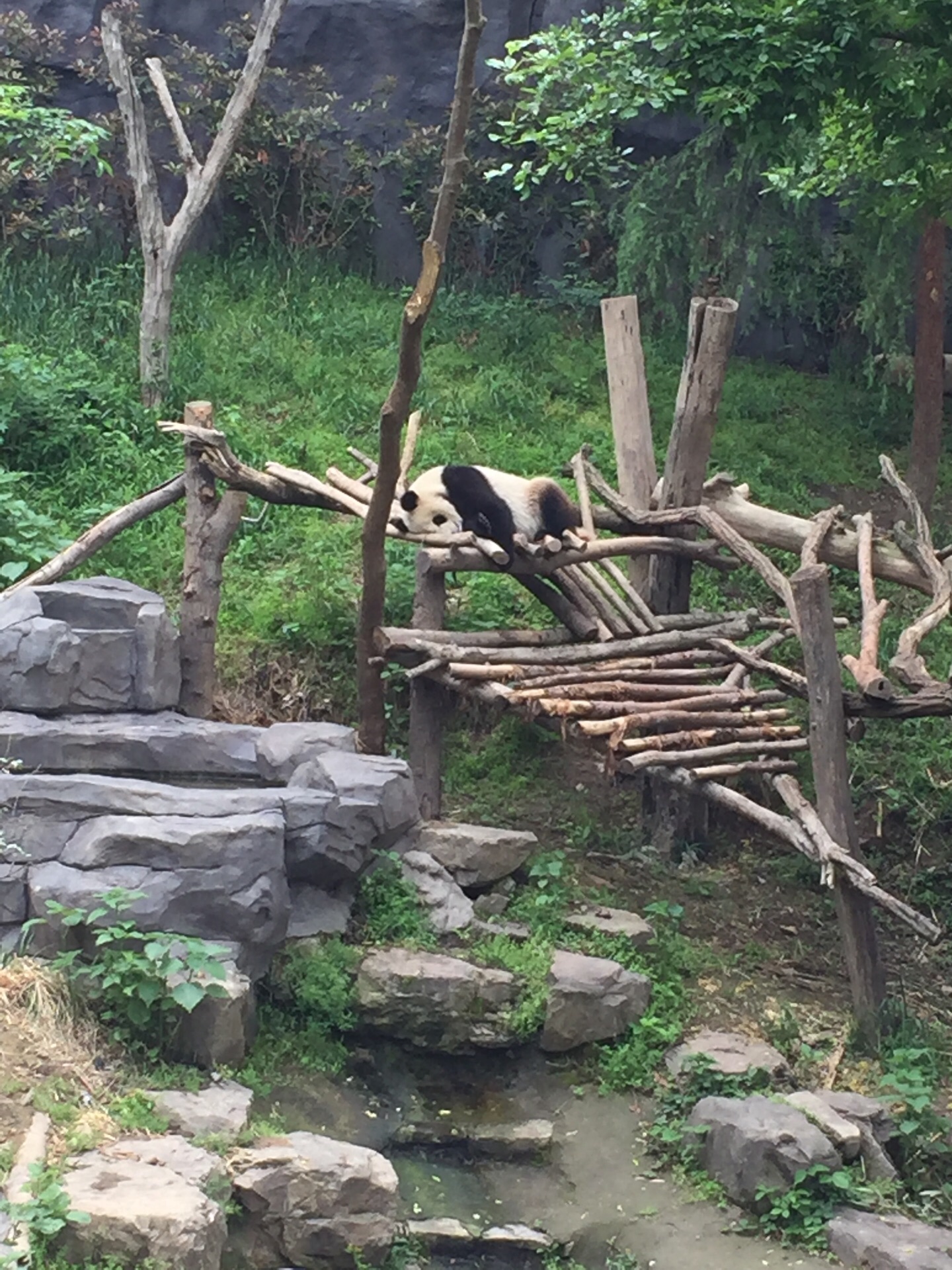 南京红山森林动物园恢复开放 大熊猫憨态可掬犹如“网红”吸引大批游客