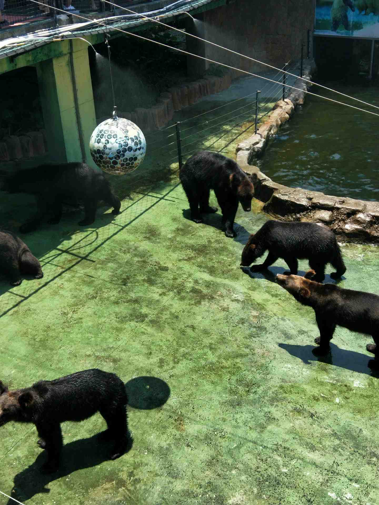 2022深圳野生动物园游玩攻略,真的挺好玩。很有趣的一个动...【去哪儿攻略】