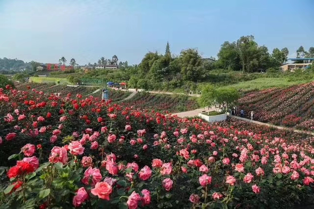华蓥市百万玫瑰图片