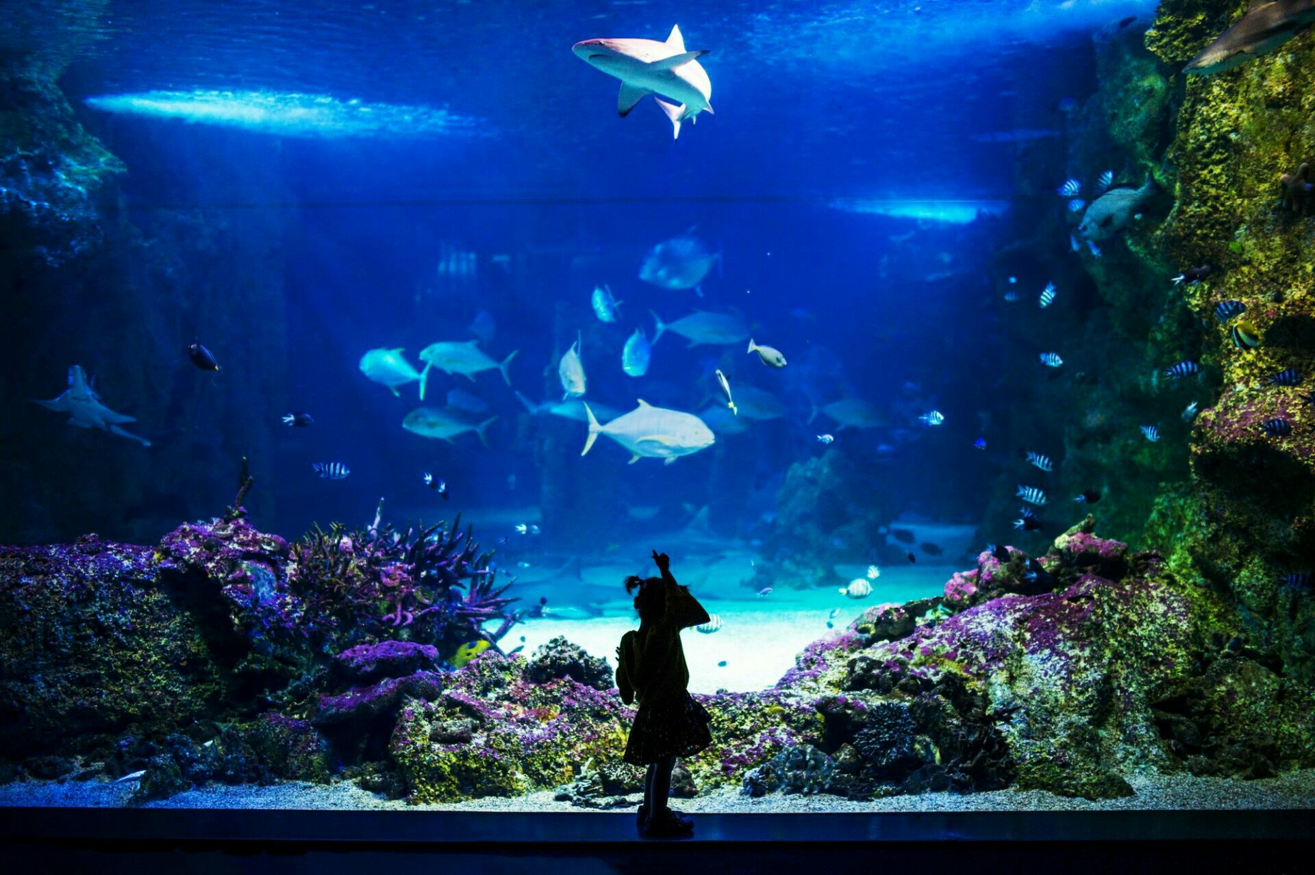 上海海洋水族馆 - 场所详情 -上海市文旅推广网-上海市文化和旅游局 提供专业文化和旅游及会展信息资讯