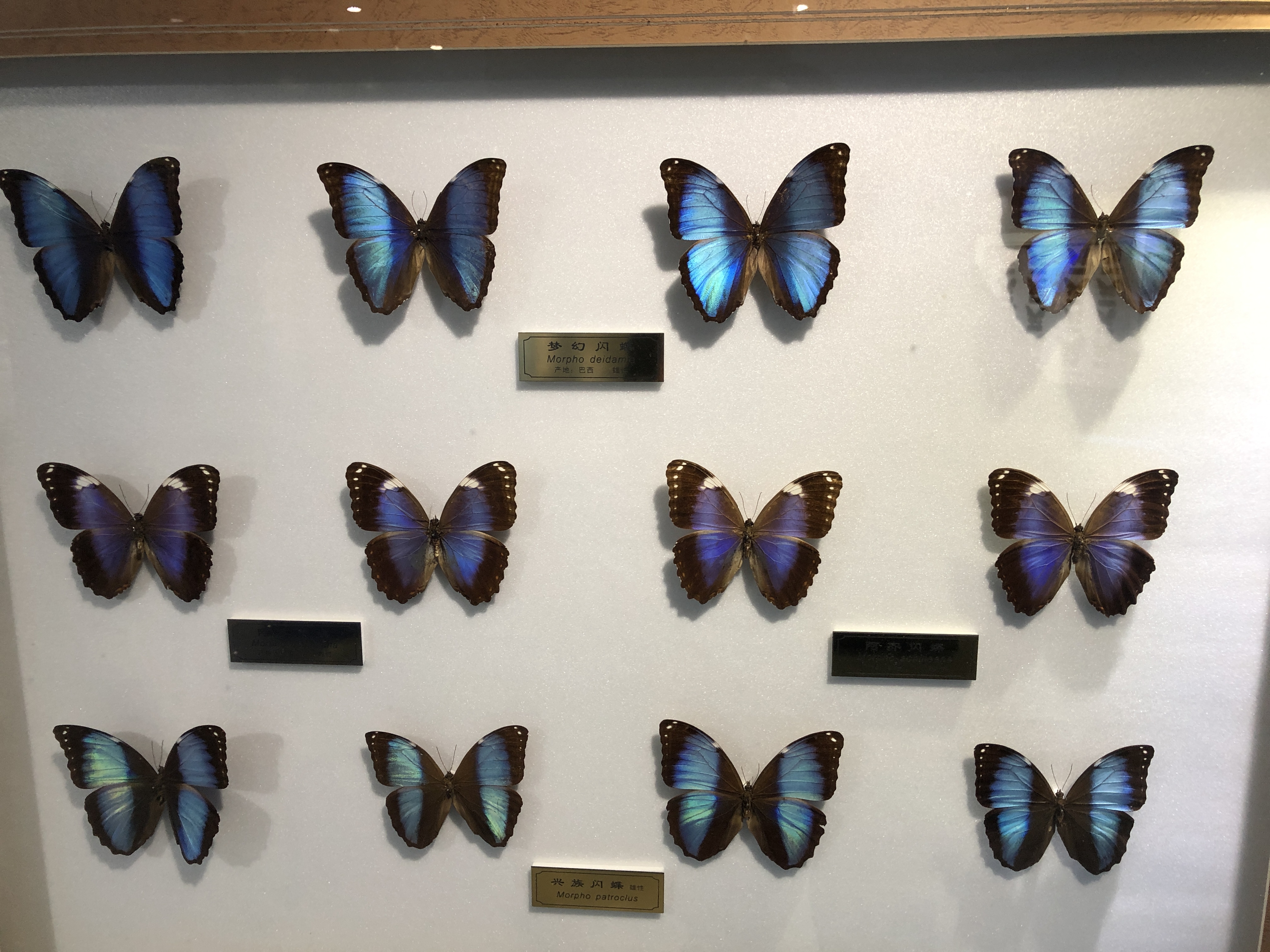 上海野生昆虫博物馆图片