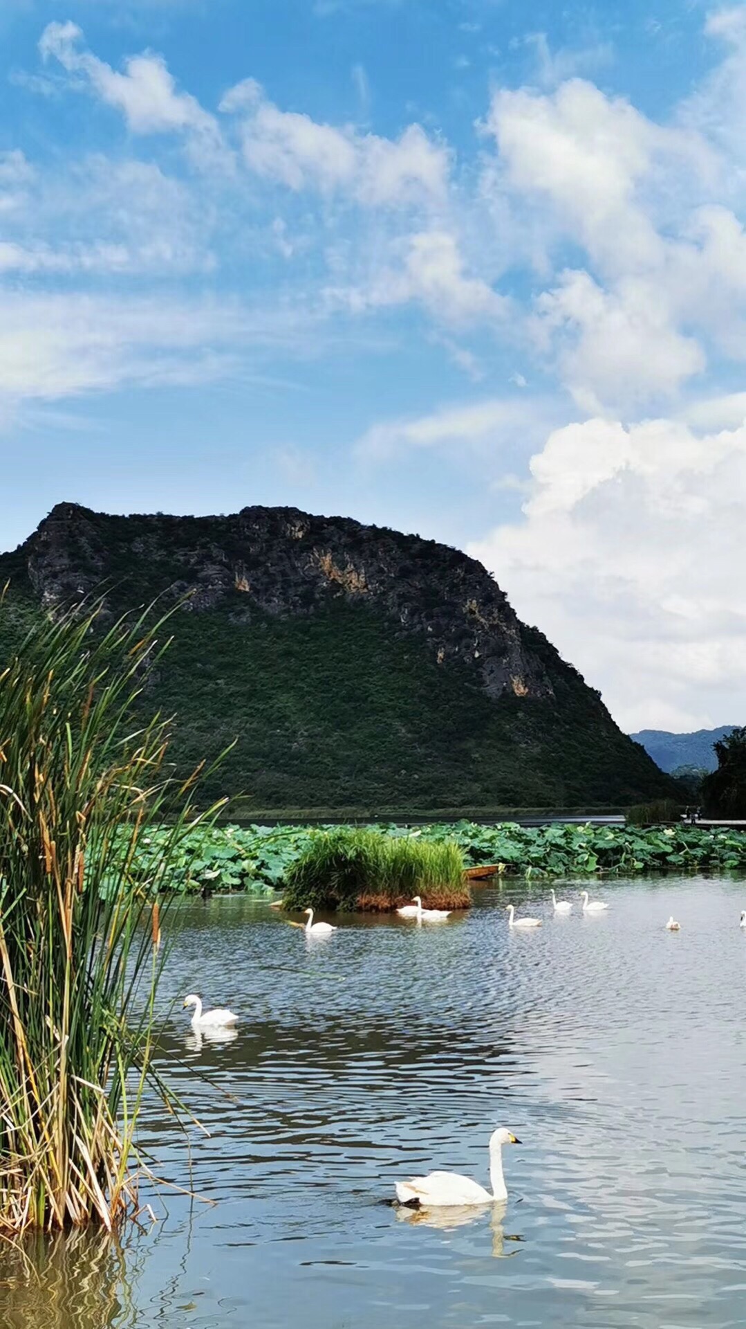 2024天鹅湖国家城市湿地公园游玩攻略,大天鹅是国家二级保护动物，...【去哪儿攻略】