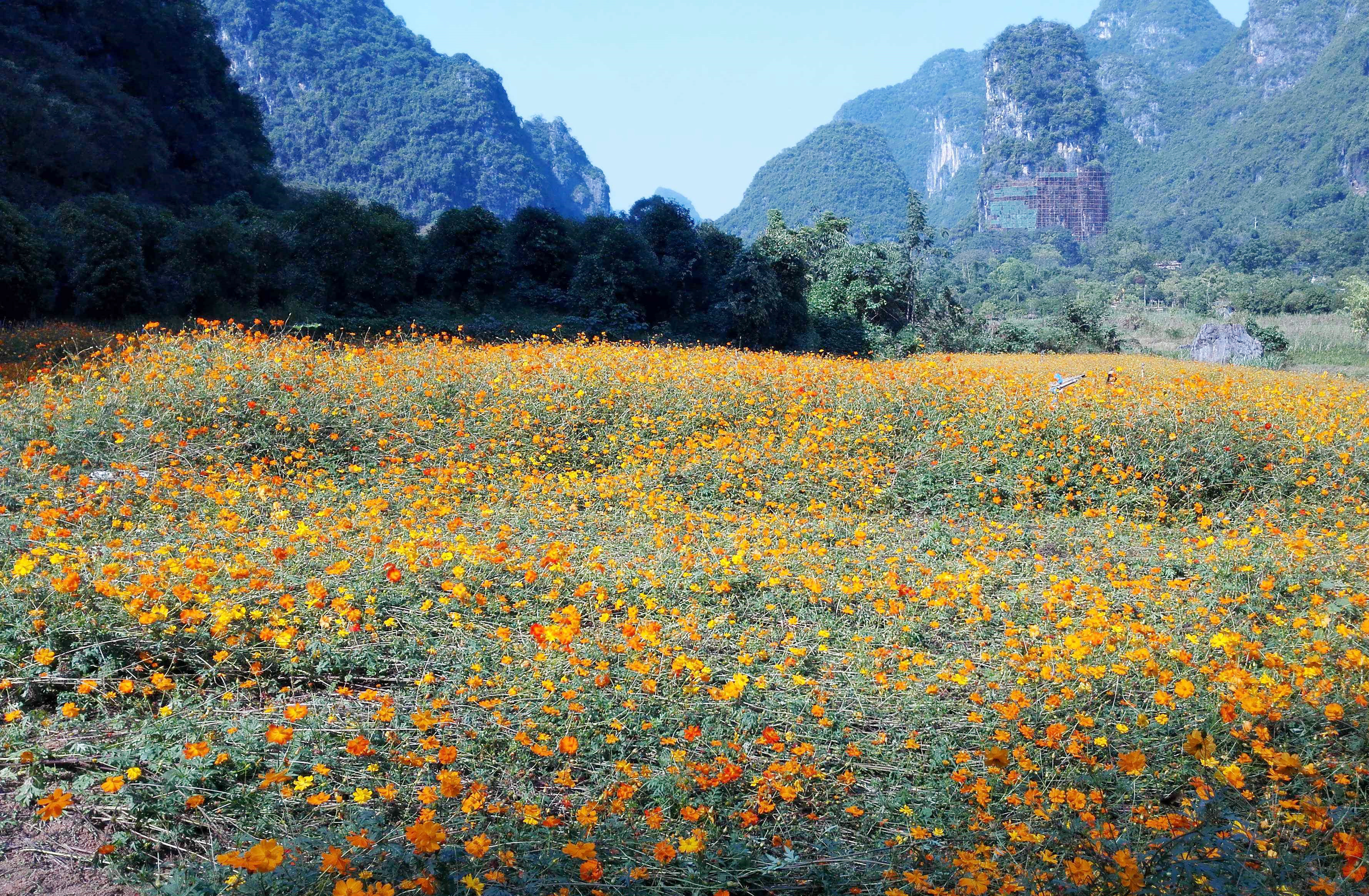 阳朔画廊花海攻略,阳朔画廊花海门票/游玩攻略/地址/图片/门票价格