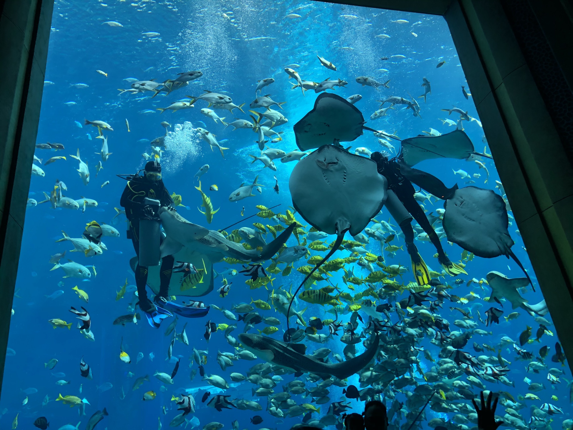 2023珊瑚水母馆玩乐攻略,海昌海洋公园的水母区域，下...【去哪儿攻略】