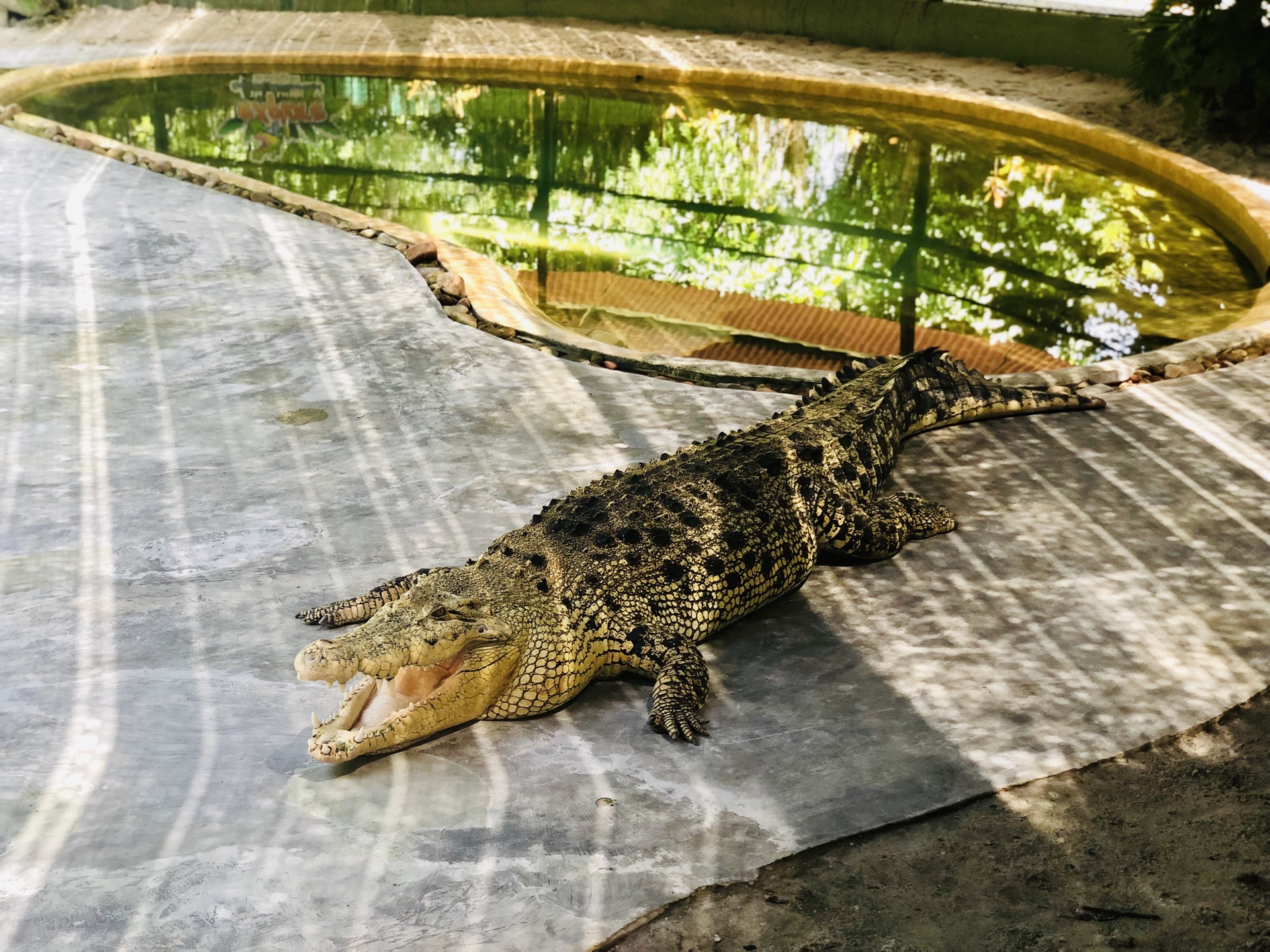 厦门一动物园通告明星鳄鱼“小河”死讯 当地农业农村局：正与园方共同调查处理|厦门市|鳄鱼_新浪科技_新浪网