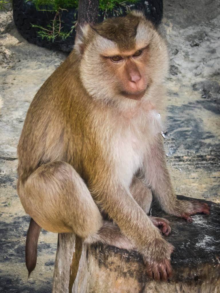 這是一次非常棒的經歷,如果你允許的話,猴子們會靠近你,它們會坐在你