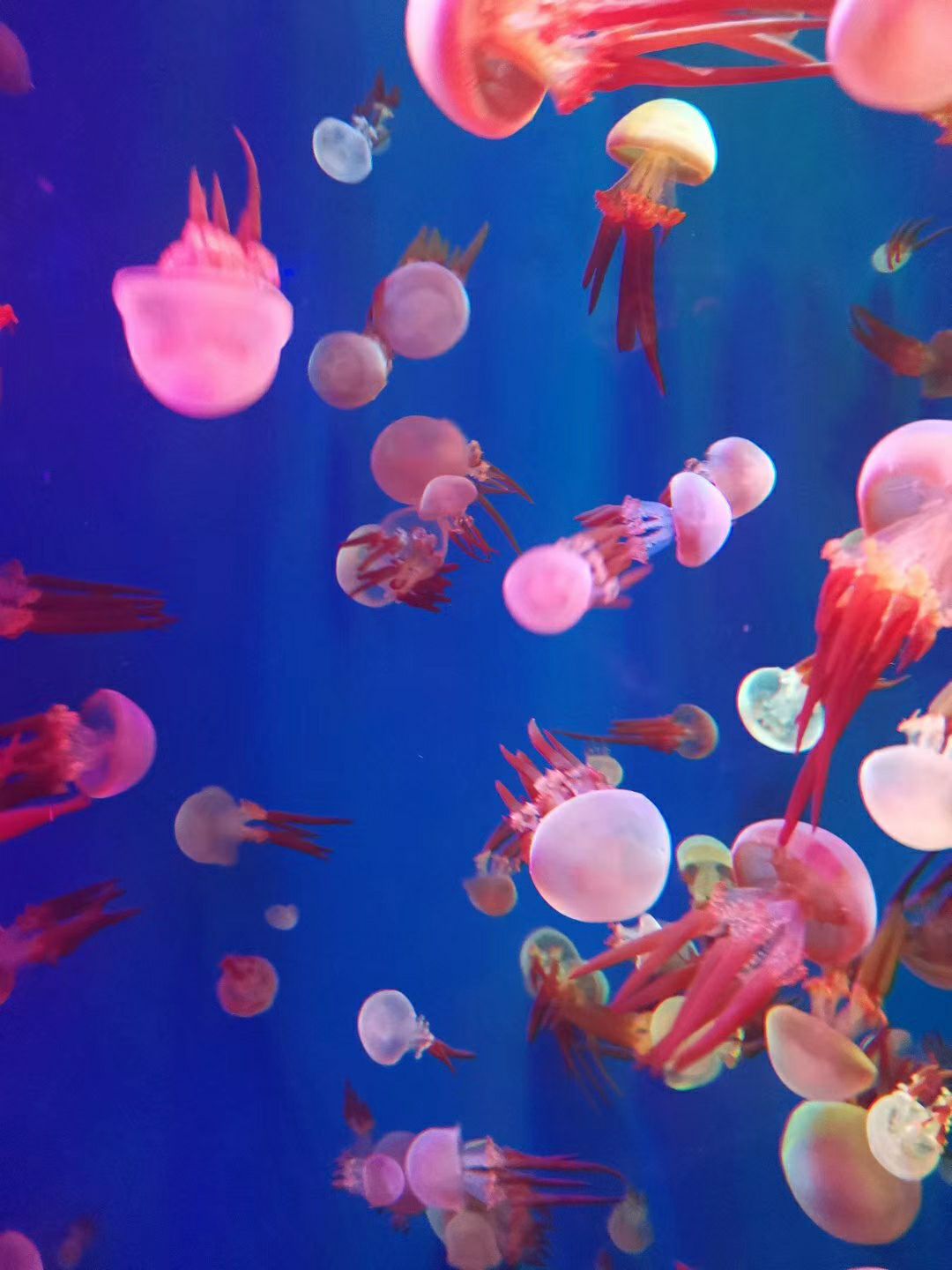 成都浩海立方海洋馆攻略,成都浩海立方海洋馆门票/游玩攻略/地址/图片